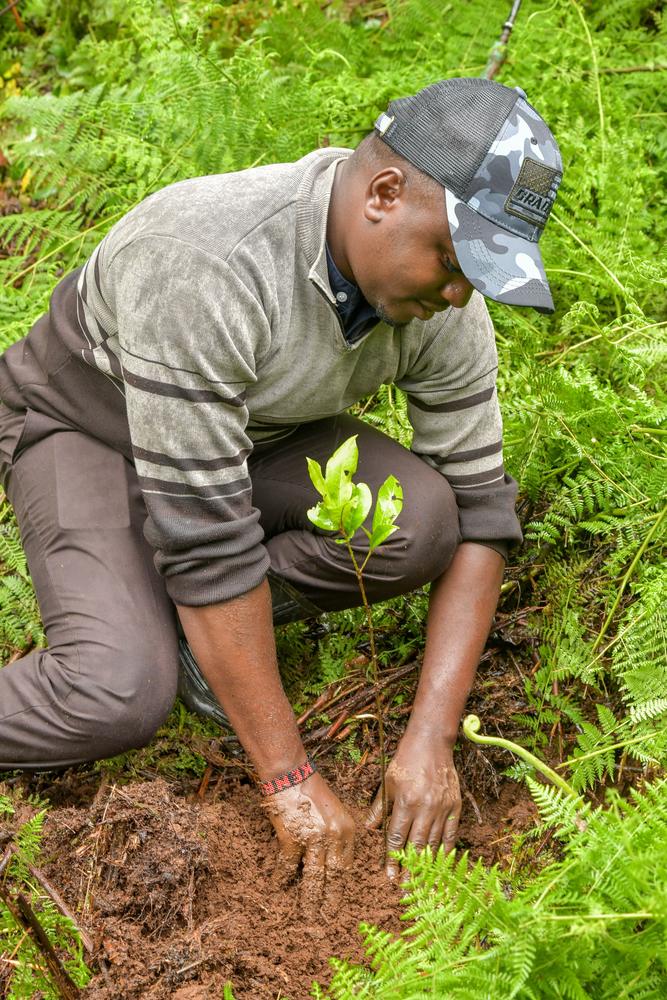 A Green Hearts volunteer planting a tree seedling in forest soil