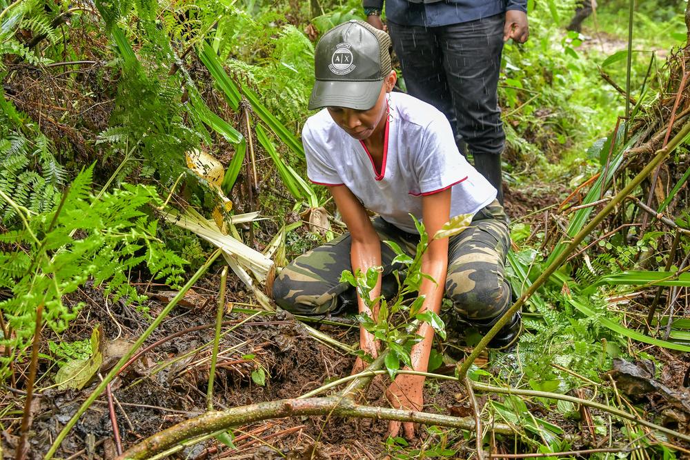 A woman in a cap kneeling to plant a seedling among forest undergrowth