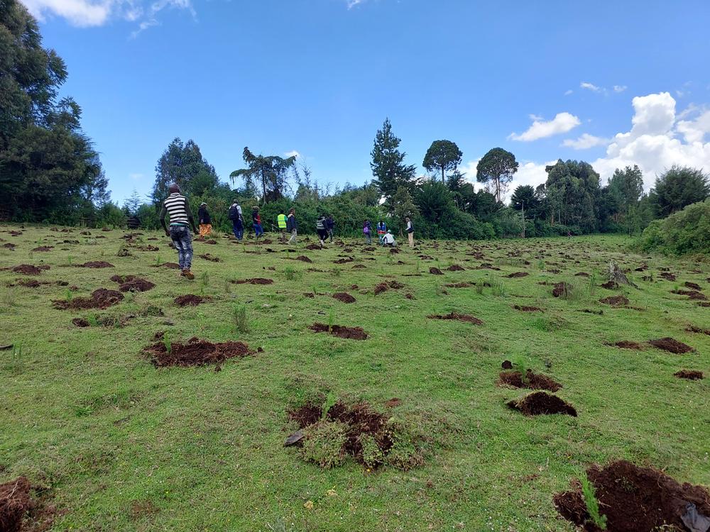 People planting seedlings in grass dotted with freshly dug holes at Sasumua Dam