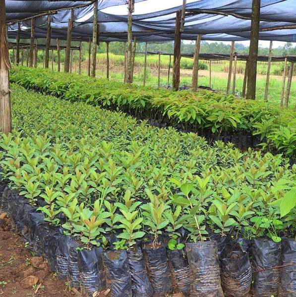 Rows of tree seedlings growing in black nursery bags under shade netting