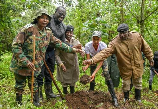 Participants planting trees together on a forested slope